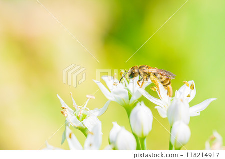 一隻蜜蜂飛向韭菜花 118214917