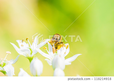一隻蜜蜂飛向韭菜花 一隻蜜蜂飛向韭菜花 118214918