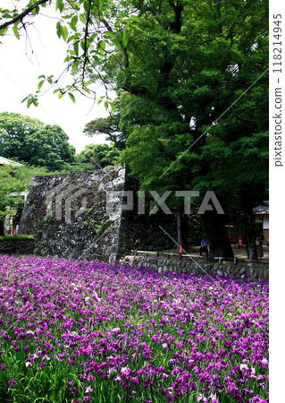 Nagasaki Prefecture, Omura City, Omura Park, the landscape of the iris garden spreading across the former site of Kushima Castle moat 118214945