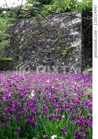 長崎縣大村市大村公園串島城護城河遺址菖蒲花園景觀 118214947