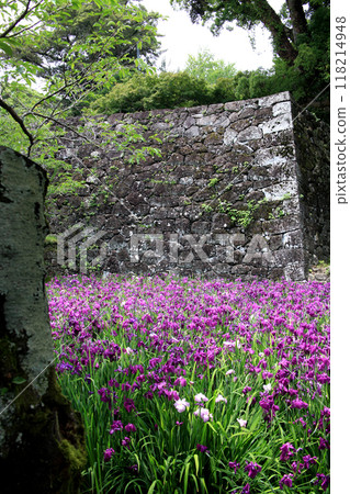 Nagasaki Prefecture, Omura City, Omura Park, the landscape of the iris garden spreading across the former site of Kushima Castle moat 118214948