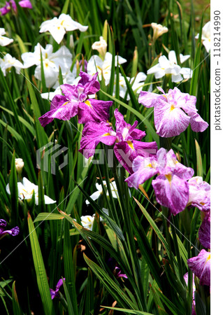 Nagasaki Prefecture, Omura City, Omura Park, the landscape of the iris garden spreading across the former site of Kushima Castle moat 118214990