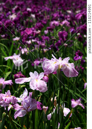Nagasaki Prefecture, Omura City, Omura Park, the landscape of the iris garden spreading across the former site of Kushima Castle moat Nagasaki Prefecture, Omura City, Omura Park, the landscape of the iris garden spreading across the former site of Kushima Castle moat 118214991