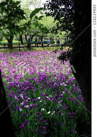 Nagasaki Prefecture, Omura City, Omura Park, the landscape of the iris garden spreading across the former site of Kushima Castle moat 118214993
