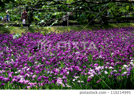 Nagasaki Prefecture, Omura City, Omura Park, the landscape of the iris garden spreading across the former site of Kushima Castle moat 118214995