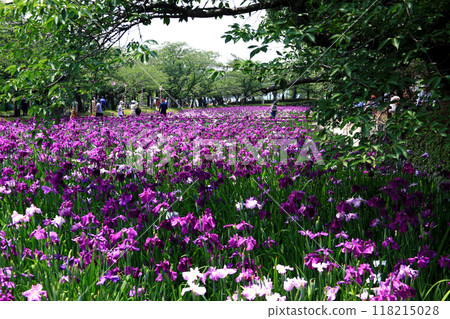 Nagasaki Prefecture, Omura City, Omura Park, the landscape of the iris garden spreading across the former site of Kushima Castle moat Nagasaki Prefecture, Omura City, Omura Park, the landscape of the iris garden spreading across the former site of Kushima Castle moat 118215028