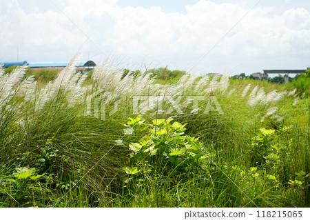 Beautiful Kash Phul or Kans grass flower (Saccharum Spontaneum) Beautiful Kash Phul or Kans grass flower (Saccharum Spontaneum) 118215065
