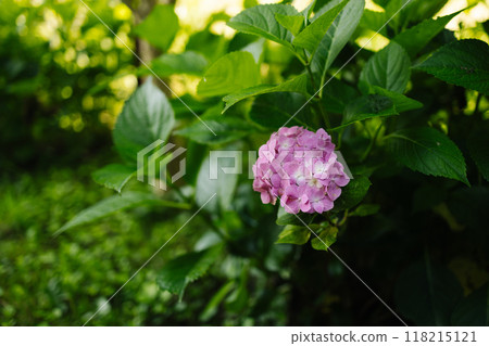 idyllic garden path in summer with Hortensia in bloom. A lot of pink hydrangeas have bloomed at backyard garden 118215121