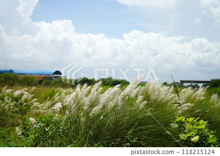 Capturing the beauty of Kash Kans or grass flower (Saccharum Spontaneum) at Kolkata 118215124