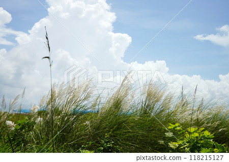 Kans grass flower (Saccharum Spontaneum) is Locally called Kash Phul at West Bengal Kans grass flower (Saccharum Spontaneum) is Locally called Kash Phul at West Bengal 118215127