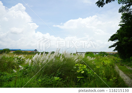 Kash Ful or Saccharum spontaneum flower Kash Ful or Saccharum spontaneum flower 118215130