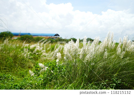 Wild Sugarcan flower, Kash Flower Kans grass flower (Saccharum Spontaneum), Kash Phul at Bengal 118215132