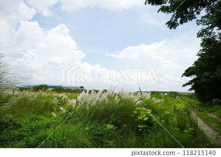 Kash phul field beside road side at Kolkata Rajarhat 118215140