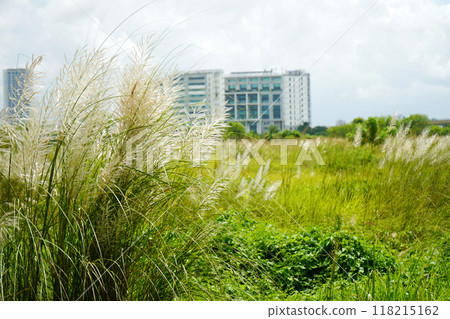 Kash phul or Kans grass flower (Saccharum Spontaneum) blomming at Kolkata 118215162