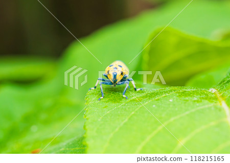 農業害蟲葉蟬 農業害蟲葉蟬 118215165