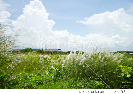 Skyline with Saccharum spontaneum flower or Kashful at Kolkata Rajarhat Skyline with Saccharum spontaneum flower or Kashful at Kolkata Rajarhat 118215263