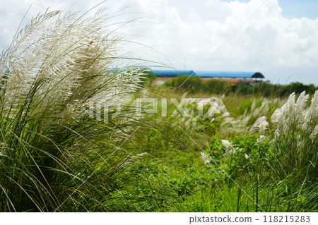 White Kash Phul or Kans grass flower (Saccharum Spontaneum) blomming during Durga Puja TIme White Kash Phul or Kans grass flower (Saccharum Spontaneum) blomming during Durga Puja TIme 118215283