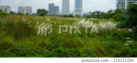 Wide angle view of Wild Sugarcan Flower or Kash Phul with City scape at Kolkata 118215284