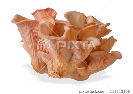 Isolated pink oyster mushroom cut out on white background. 118215308