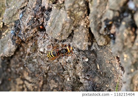 黃蜂山 黃蜂山 118215404