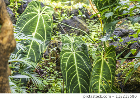 A large leaf anthurium found in the forest 118215590