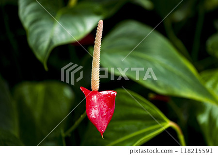 Houseplant Anthurium flower Houseplant Anthurium flower 118215591