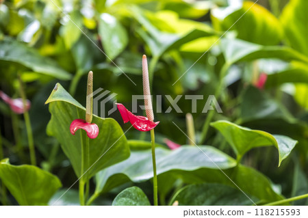 Houseplant Anthurium flower Houseplant Anthurium flower 118215593