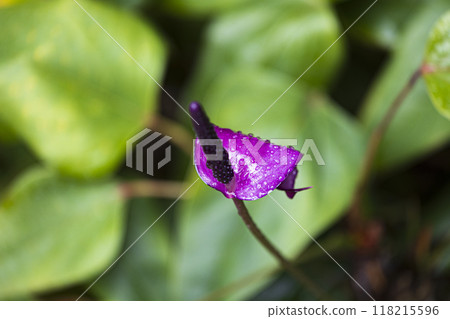 Houseplant Anthurium flower 118215596