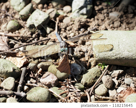 棲息在乾葉上的蜻蜓頭部特寫(雌蜻蜓張開翅膀棲息) 棲息在乾葉上的蜻蜓頭部特寫(雌蜻蜓張開翅膀棲息) 118215645