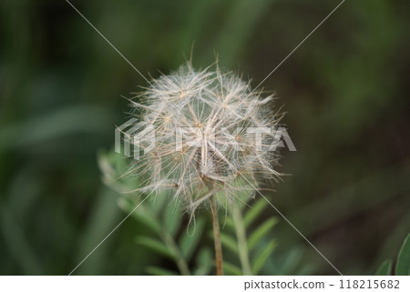 Close up of a dandelion flower 118215682