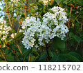 Delicate white lilac flowers blooming against a backdrop of vibrant green leaves on a sunny spring day. 118215702