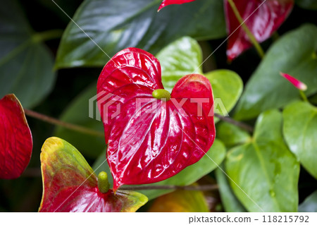 Red anthurium flower Red anthurium flower 118215792