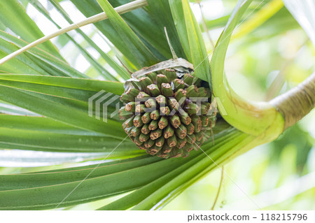 Fruit wrapped in green leaves Fruit wrapped in green leaves 118215796