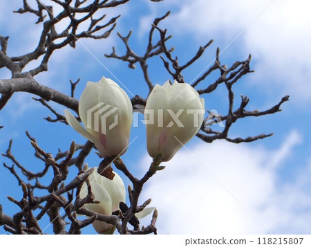 Early spring sky and white magnolia flowers (a magnolia branch with blooming flowers and buds) Early spring sky and white magnolia flowers (a magnolia branch with blooming flowers and buds) 118215807