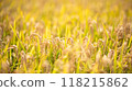 Image of rice lit by the setting sun, before harvest 118215862