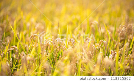 Image of rice lit by the setting sun, before harvest Image of rice lit by the setting sun, before harvest 118215862