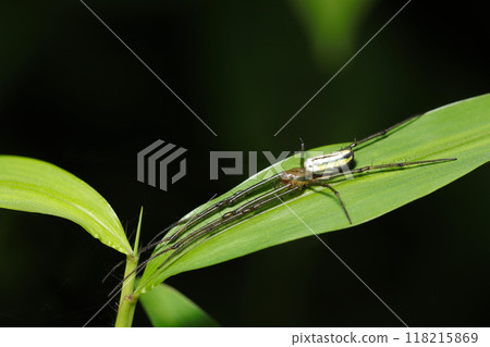 白色甘蔗蜘蛛在狹窄的葉子上伸展雙腿（自然光+閃光燈，微距特寫攝影） 118215869