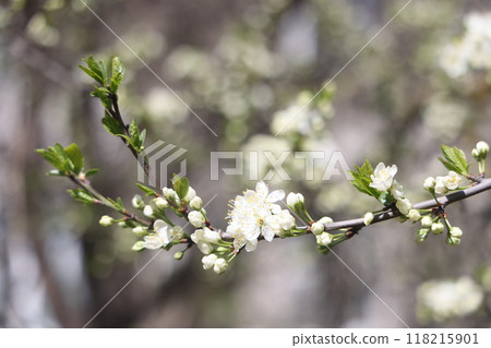 Abstract spring seasonal background with white flowers and buds, natural floral image 118215901