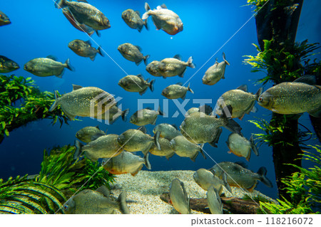 A school of piranhas in the aquarium A school of piranhas in the aquarium 118216072