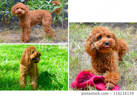 Miniature red poodle on the green lawn. Collage. There is free space for text. 118216139