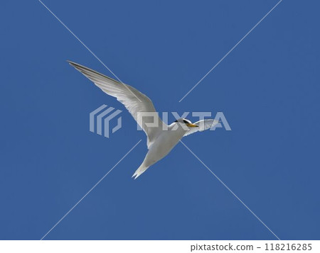 Little tern in the blue sky Little tern in the blue sky 118216285