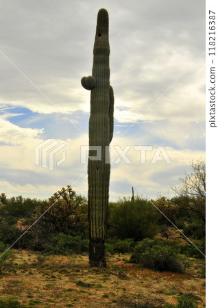 Old Saguaro Cactus Sonora desert Arizona 118216387