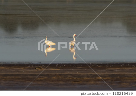 Coscoroba swans in lagoon envirinment, La Pampa Province, Patagonia, Argentina. Coscoroba swans in lagoon envirinment, La Pampa Province, Patagonia, Argentina. 118216459