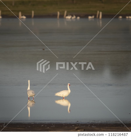 Coscoroba swans in lagoon envirinment, La Pampa Province, Patagonia, Argentina. Coscoroba swans in lagoon envirinment, La Pampa Province, Patagonia, Argentina. 118216487