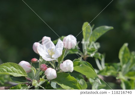 beautiful flowers on a branch of an apple tree against the background of a blurred garden. 118216740