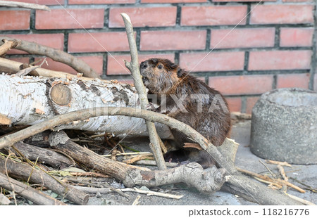 Baby American beaver gnawing at a branch, Hinotonton Zoo (Hamura City Zoological Park) 118216776