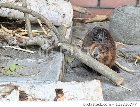 Baby American beaver gnawing at a branch, Hinotonton Zoo (Hamura City Zoological Park) Baby American beaver gnawing at a branch, Hinotonton Zoo (Hamura City Zoological Park) 118216777