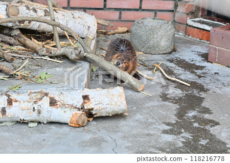 Baby American beaver gnawing at a branch, Hinotonton Zoo (Hamura City Zoological Park) 118216778
