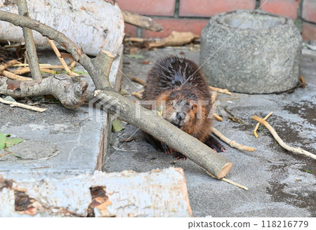 Baby American beaver gnawing at a branch, Hinotonton Zoo (Hamura City Zoological Park) 118216779