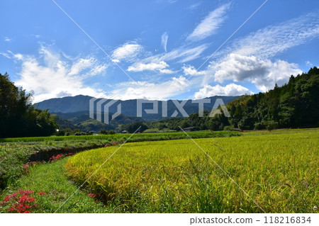 在稻田的稻田中開花的群集孤挺花 118216834
